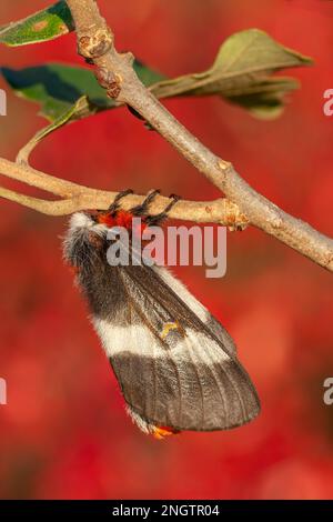 Barrens Buck Moth (Hemileuca maia) Weiblich auf Eiche Post (Quercus stellata) mit dramatischen Herbstfarben von Winged Sumac (Rhus copallinum) alias Shining Suma Stockfoto