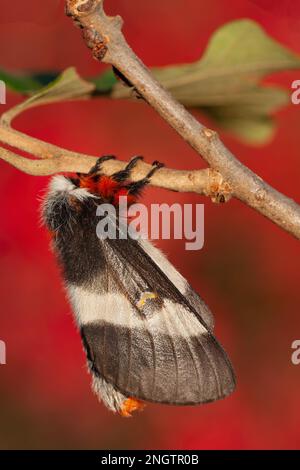Barrens Buck Moth (Hemileuca maia) Weiblich auf Eiche Post (Quercus stellata) mit dramatischen Herbstfarben von Winged Sumac (Rhus copallinum) alias Shining Suma Stockfoto
