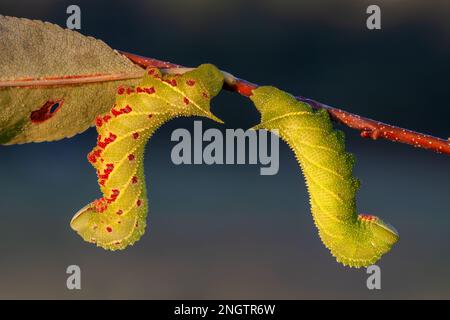 Verblindete Sphinx (Paonias excaetus) 2 4.-instare Larven an Wildkirsche (Prunus serontina) mit Farbvariationen. Stockfoto