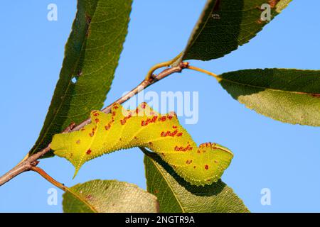 Verblindete Sphinx (Paonias excaetus) 5.-instare Larven auf Wildkirsche (Prunus serontina) Diese Raupenart hat eine variable Färbung. Stockfoto