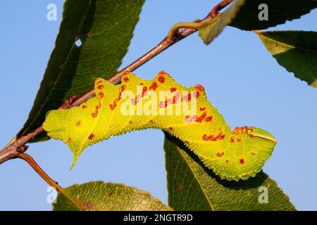 Verblindete Sphinx (Paonias excaetus) 5.-instare Larven auf Wildkirsche (Prunus serontina) Diese Raupenart hat eine variable Färbung. Stockfoto