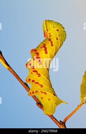 Verblindete Sphinx (Paonias excaetus) 5.-instare Larven auf Wildkirsche (Prunus serontina) Diese Raupenart hat eine variable Färbung. Stockfoto