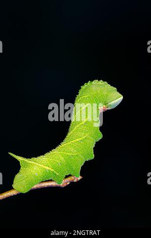 Verblindete Sphinx (Paonias excaetus) 5.-instare Larven auf wilder Kirsche (Prunus serontina) Diese Art weist eine große Vielfalt an Muster und Farbe auf. Stockfoto