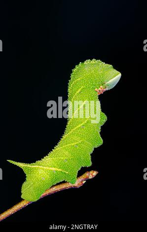 Verblindete Sphinx (Paonias excaetus) 5.-instare Larven auf wilder Kirsche (Prunus serontina) Diese Art weist eine große Vielfalt an Muster und Farbe auf. Stockfoto