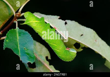 Verblindete Sphinx (Paonias excaetus) 5.-instare Larven auf wilder Kirsche (Prunus serontina) Diese Art weist eine große Vielfalt an Muster und Farbe auf. Stockfoto