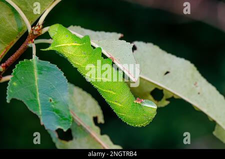 Verblindete Sphinx (Paonias excaetus) 5.-instare Larven auf wilder Kirsche (Prunus serontina) Diese Art weist eine große Vielfalt an Muster und Farbe auf. Stockfoto