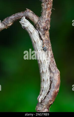 Sphinx-Mottenlarven (Sphecodina abbottii) von Abbott. BITTE BEACHTEN Sie DIE FLIEGE, die auf der Raupe sitzt und die Eizellen auf der Larve ablegt. Stockfoto