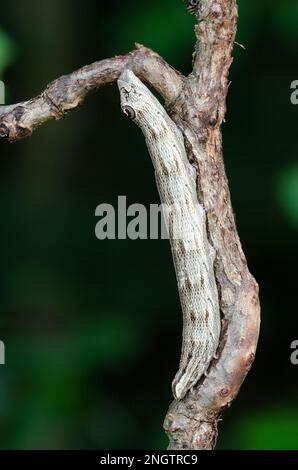 Sphinx-Mottenlarven (Sphecodina abbottii) von Abbott. 4.-instare Larven auf Virginia Creeper (Parthenocissus quinquefolia). Stockfoto