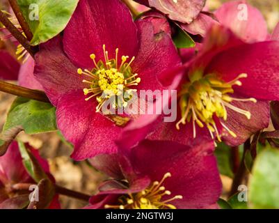 Nahaufnahme von Red Hellebore „Ice n Roses“ Stockfoto