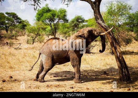 afrikanischer Elefant schüttelt Baum für Früchte Wildtiere, afrika, tansania Stockfoto