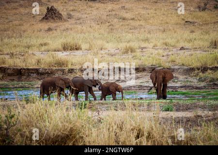 Elefantenherde, afrika, tansania Stockfoto