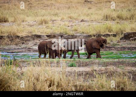 Elefantenherde, afrika, tansania Stockfoto