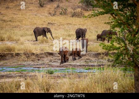 Elefantenherde, afrika, tansania Stockfoto