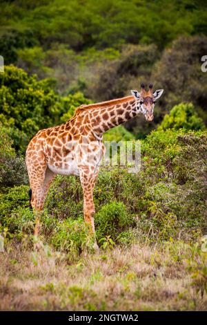 Einsame Giraffen, afrika, tansania, Mustertiere Stockfoto