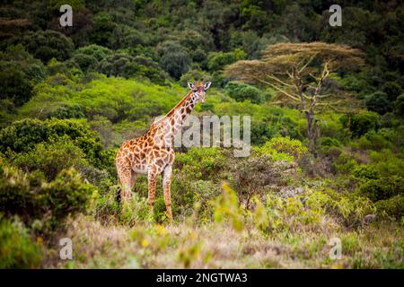 Einsame Giraffen, afrika, tansania, Mustertiere Stockfoto