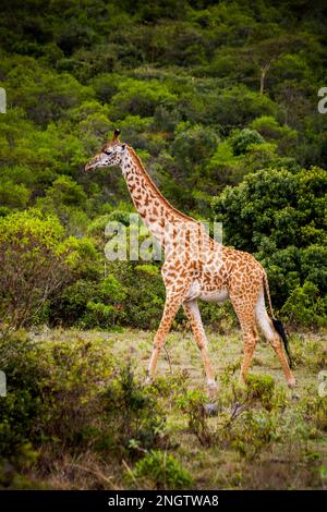 Einsame Giraffen, afrika, tansania, Mustertiere Stockfoto