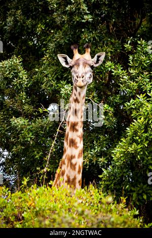 Einsame Giraffen, die sich die Tierwelt ansehen, afrika, tansania, Mustertiere Stockfoto