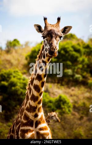 Einsame Giraffen, die sich die Tierwelt ansehen, afrika, tansania, Mustertiere Stockfoto