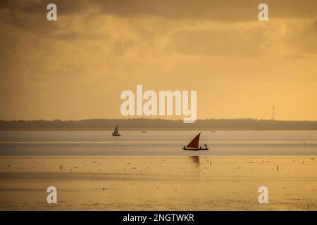 Flamingos, die über Wasser laufen, fangen an, Wildtiere zu fliegen, afrika, tansania, arusha Stockfoto