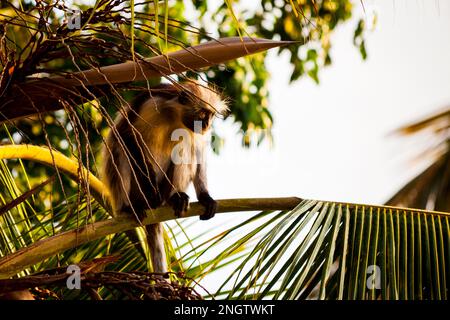 Red Colobus Monkey zansibar Island Stockfoto