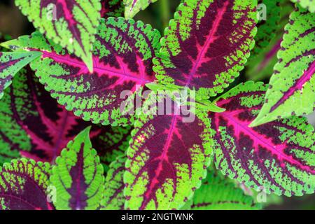 Wunderschöne Muster und bunte Blätter von Coleus- oder Painted Nettle- oder Flame Nettle-Arten im Hintergrund Stockfoto