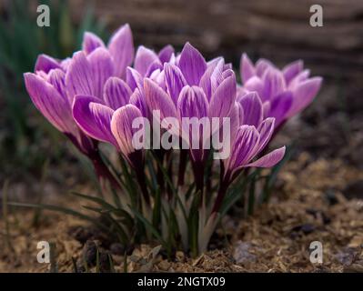 Leuchtend zarte Blüten im ersten Frühling violette Krokusse in einer Waldnaht Stockfoto