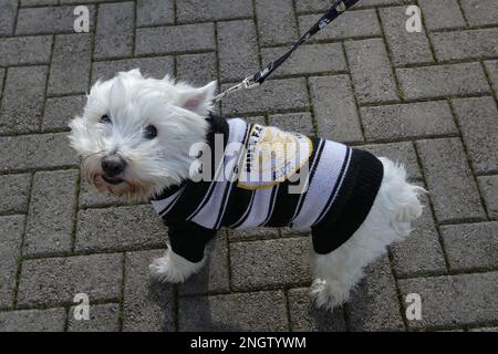 Hull, UK. 19. Februar 2023. Ein Hund mit Hull FC-Kleidung vor dem Betfred Super League Round 1 Match Hull FC gegen Castleford Tigers im MKM Stadium, Hull, Großbritannien, 19. Februar 2023 (Foto von James Heaton/News Images) in Hull, Großbritannien, am 2./19. Februar 2023. (Foto: James Heaton/News Images/Sipa USA) Guthaben: SIPA USA/Alamy Live News Stockfoto