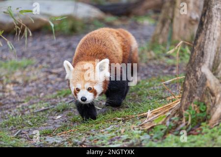 Roter wandelnder Panda (Ailurus fulgens), auch bekannt als der kleinere Panda. Stockfoto