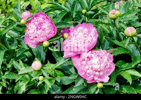 Eine Pfingstrose im Anglesey Abbey, England Stockfoto