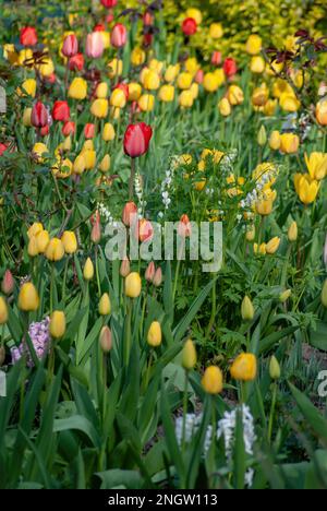 Tulipa, Tulips, Tulpen, in einem Landhausgarten Stockfoto