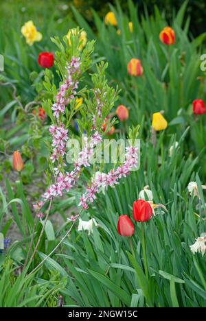 Tulipa, Tulips, Tulpen, in einem Landhausgarten Stockfoto