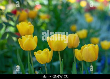 Tulipa, Tulips, Tulpen, in einem Landhausgarten Stockfoto