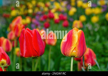 Tulipa, Tulips, Tulpen, in einem Landhausgarten Stockfoto