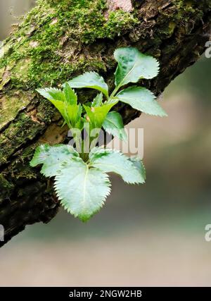 Frisches Neuwachstum von Blättern, die aus einem Zweig eines Holunderbaums hervorgehen (Sambucus nigra) Stockfoto