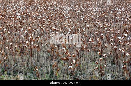 Baumwollfeld, Erntegutausfall aufgrund von Regenmangel, Wellington, Kansas. Gossypium hirsutum. Stockfoto