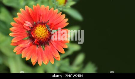 Rote Decke Blume Nahaufnahme. Burgunderblüte Gaillardia im Sommergarten. Konzept mit natürlichem Blumenhintergrund und Kopierbereich. Stockfoto