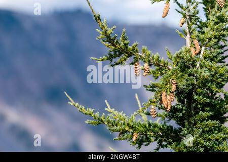 Details der Äste und Zapfen einer großen Kiefer am Rand des Crater Lake NP Stockfoto