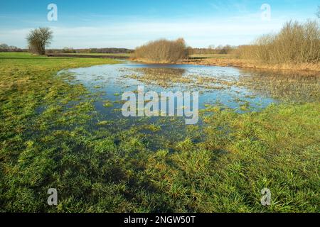 Wasser nach Schneeschmelzen auf einer grünen Wiese, Nowiny, Lubelskie, Ostpolen Stockfoto