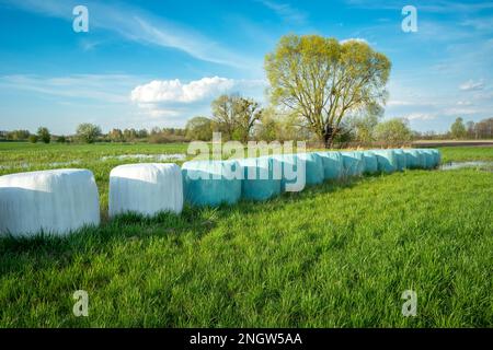 Silageballen liegen auf einer grünen Wiese im sonnigen Ostpolen Stockfoto