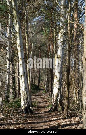 Der Pfad führt zwischen zwei silbernen Birken auf einem Waldweg, wie er im Winter zu sehen ist, ohne Blätter auf den Bäumen. Stockfoto