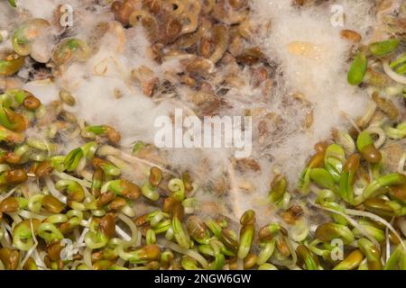 Verrottete Alfalfa-Sprossen mit weißem Schimmel, direkt über dem Makrobild. Abgelaufenes Food Health Konzept. Stockfoto