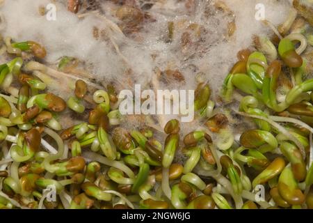 Verrottete Alfalfa-Sprossen mit weißem Schimmel, direkt über dem Makrobild. Abgelaufenes Food Health Konzept. Stockfoto