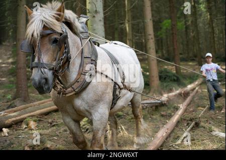 Le debardage est une technique de sylviculture tres ecologique. Des chevaux de trait Spezialkleider pour Cette tache rassblent des arbres prea Stockfoto