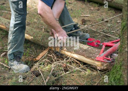 Le debardage est une technique de sylviculture tres ecologique. Des chevaux de trait Spezialkleider pour Cette tache rassblent des arbres prea Stockfoto