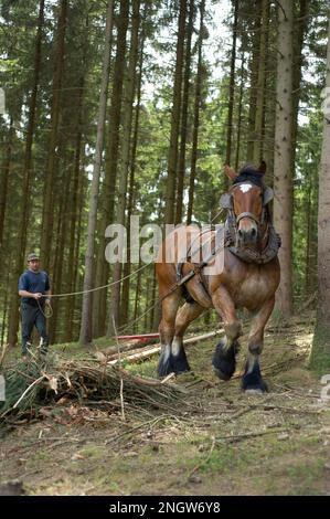 Le debardage est une technique de sylviculture tres ecologique. Des chevaux de trait Spezialkleider pour Cette tache rassblent des arbres prea Stockfoto