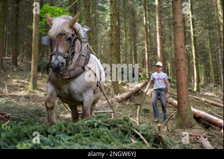 Le debardage est une technique de sylviculture tres ecologique. Des chevaux de trait Spezialkleider pour Cette tache rassblent des arbres prea Stockfoto