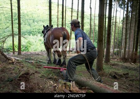 Le debardage est une technique de sylviculture tres ecologique. Des chevaux de trait Spezialkleider pour Cette tache rassblent des arbres prea Stockfoto