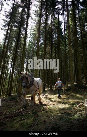 Le debardage est une technique de sylviculture tres ecologique. Des chevaux de trait Spezialkleider pour Cette tache rassblent des arbres prea Stockfoto