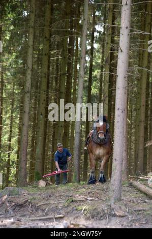 Le debardage est une technique de sylviculture tres ecologique. Des chevaux de trait Spezialkleider pour Cette tache rassblent des arbres prea Stockfoto