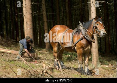 Le debardage est une technique de sylviculture tres ecologique. Des chevaux de trait Spezialkleider pour Cette tache rassblent des arbres prea Stockfoto